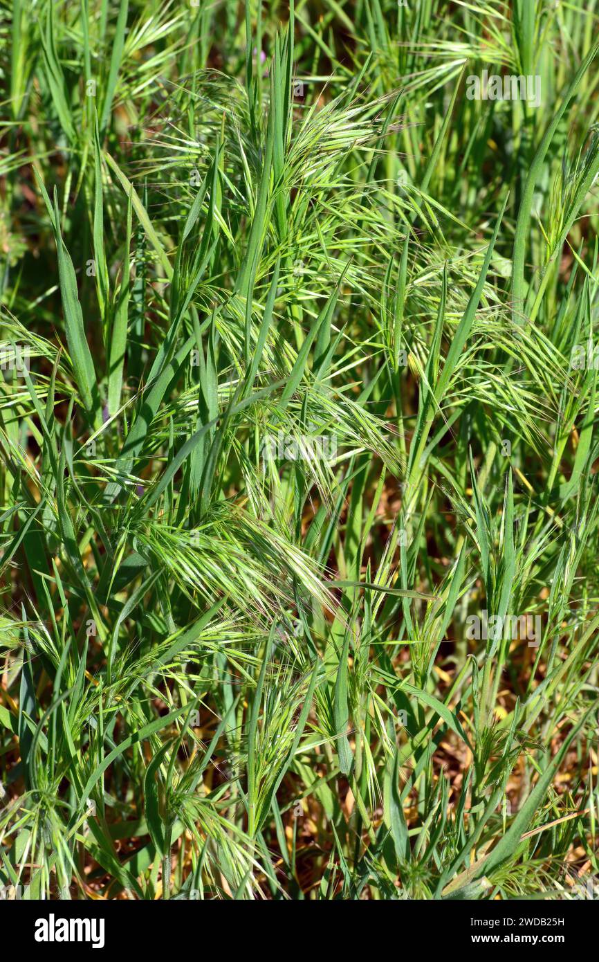 bromes, brome grasses, cheat grasses or chess grasses, Trespe, Bromus sp., rozsnok Stock Photo