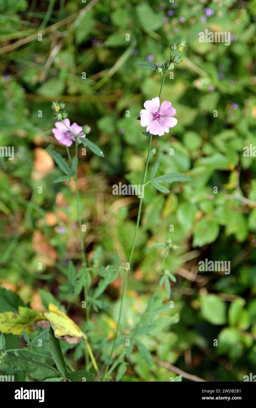 palm-leaf marshmallow or hemp-leaved hollyhock, Hanfblättriger Eibisch, Guimauve faux-chanvre, Althaea cannabina, ziliz Stock Photo