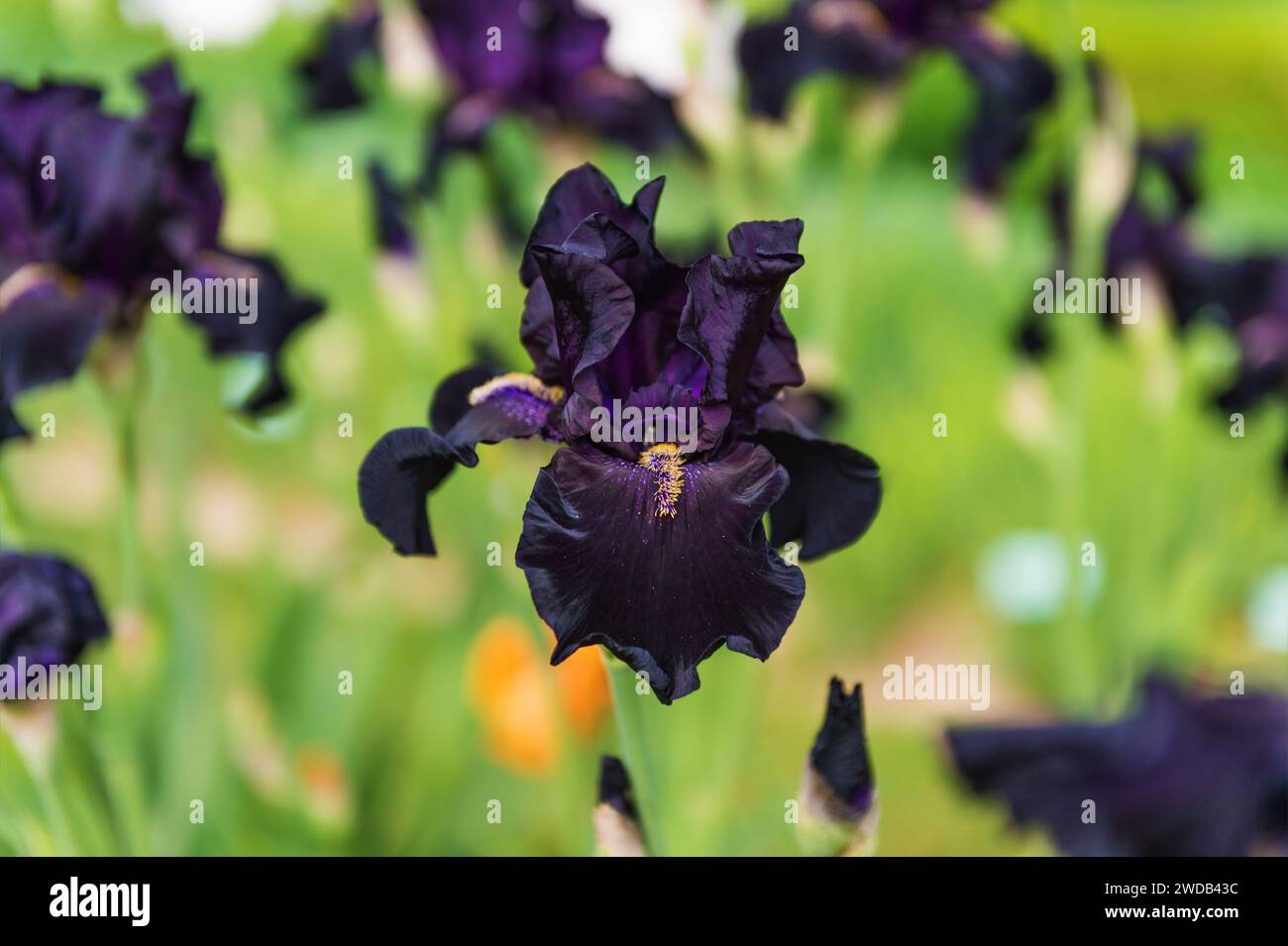 Dark purple Iris flowers in a garden Stock Photo