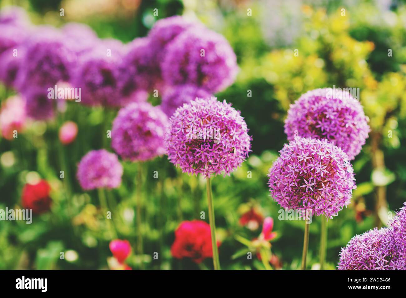 Purple giant Allium Flowers plant in the garden Stock Photo Alamy