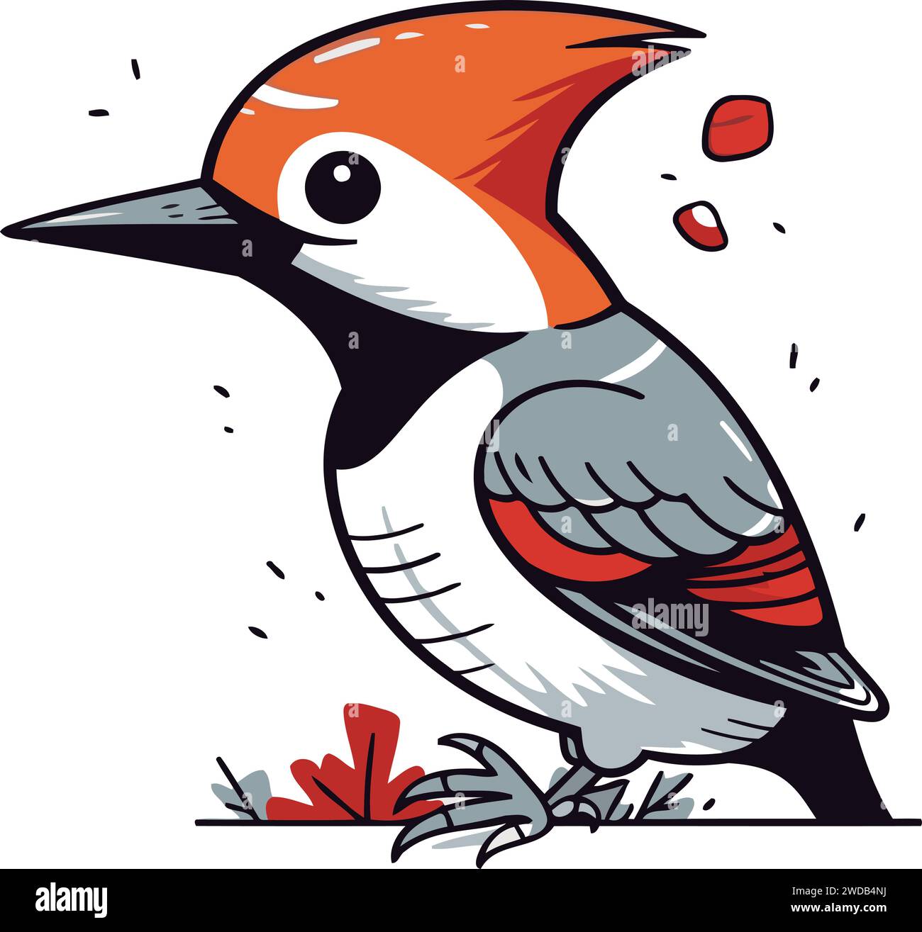 Red bellied Woodpecker Dendrocopos major vector illustration Stock