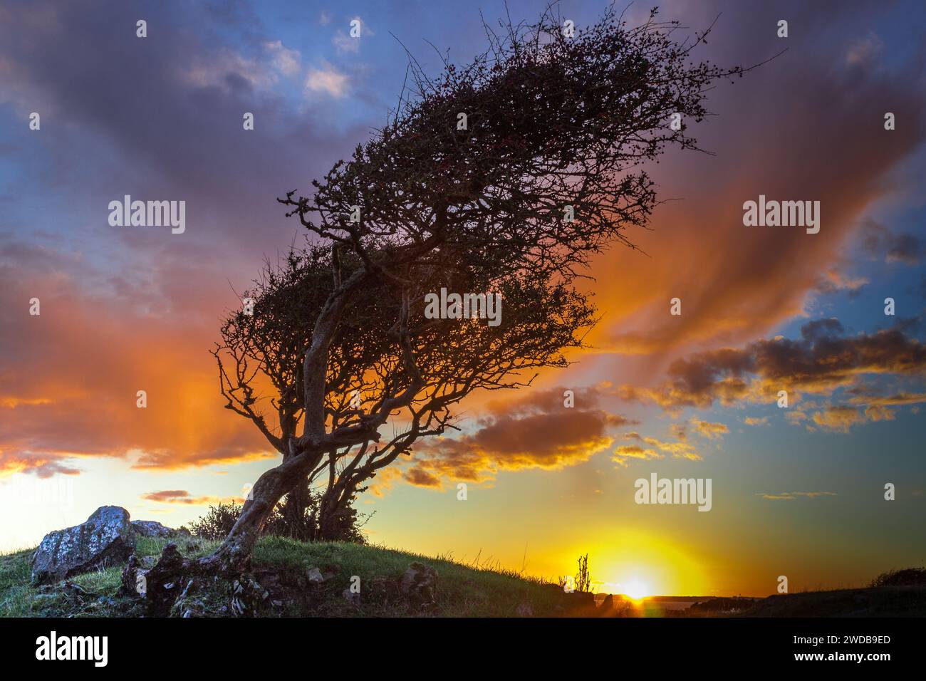 Trees silhouetted against sunset Stock Photo