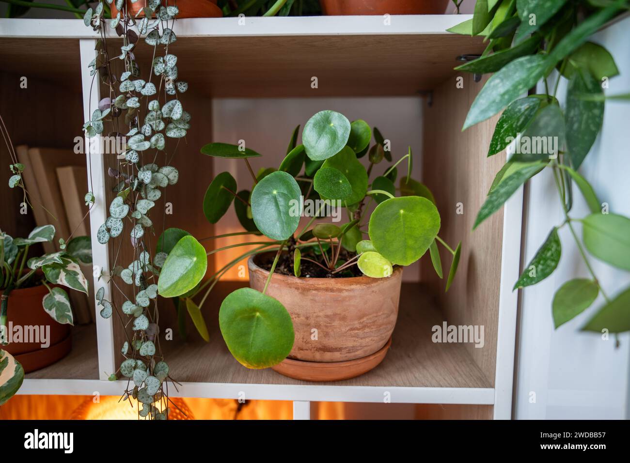 Pilea peperomioides in terracotta pot, known as Chinese money plant on shelf at home.  Stock Photo