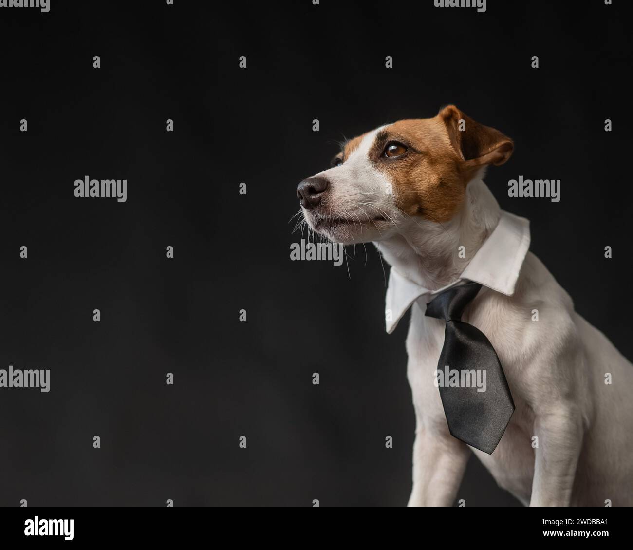 Dog in a tie hi-res stock photography and images - Page 3 - Alamy, image size:1300x1129