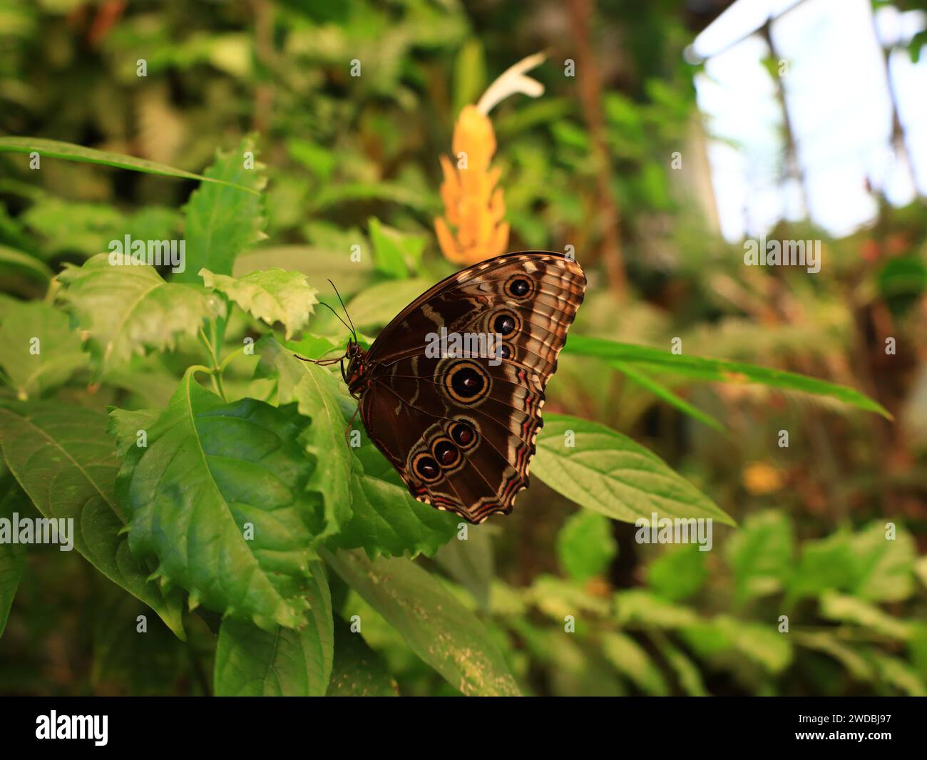 View on a butterfly in the Mariposario del Drago Butterfly Park located in the Plaza de Andrés de Lorenzo Cáceres in Tenerife Stock Photo