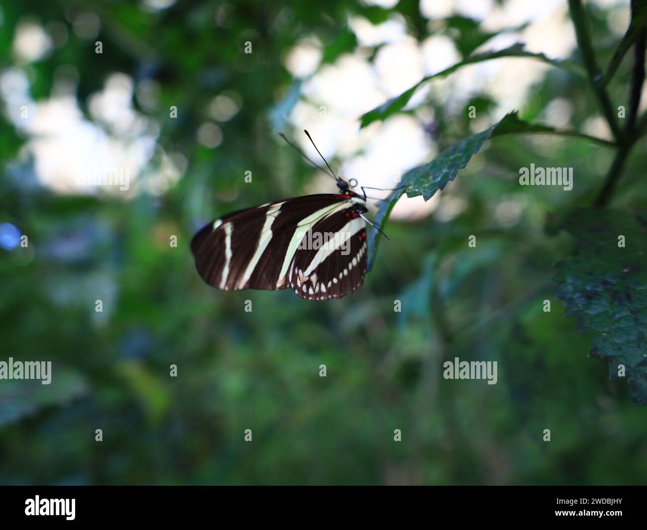 View on a butterfly in the Mariposario del Drago Butterfly Park located in the Plaza de Andrés de Lorenzo Cáceres in Tenerife Stock Photo