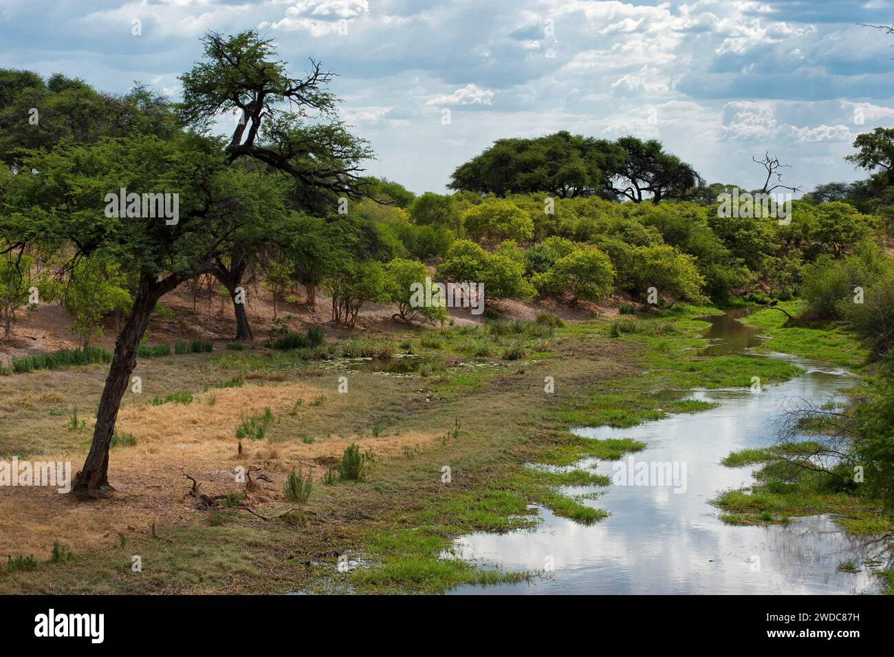 River landscape, water, river, Okovango Delta in Moremi National Park ...