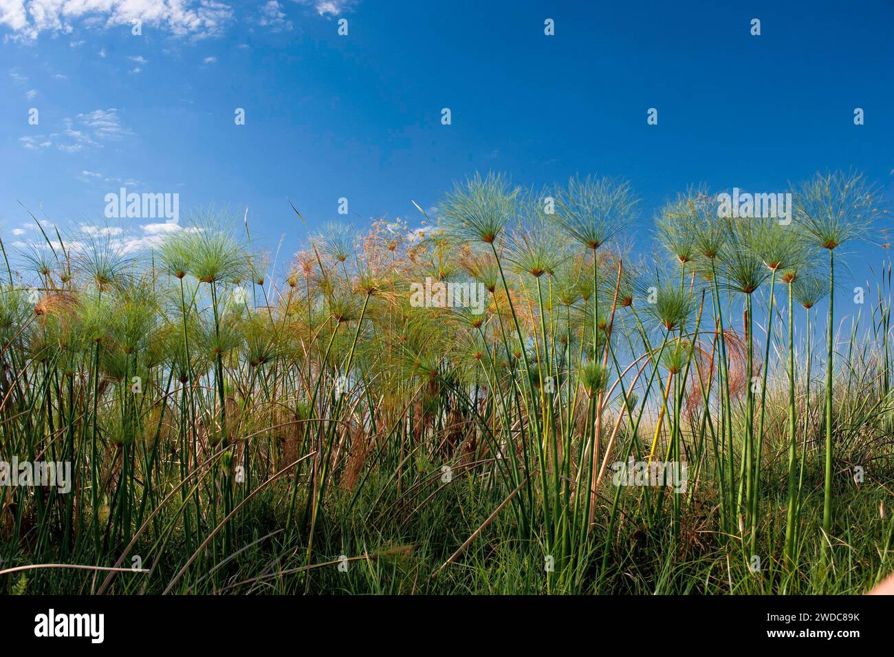 Papyrus plant flora bank useful plant african puristic green