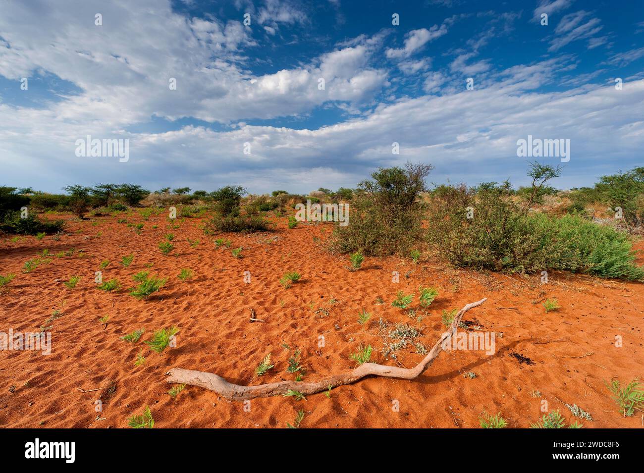 African steppe landscape, landscape, aridity, steppe, with red earth in 