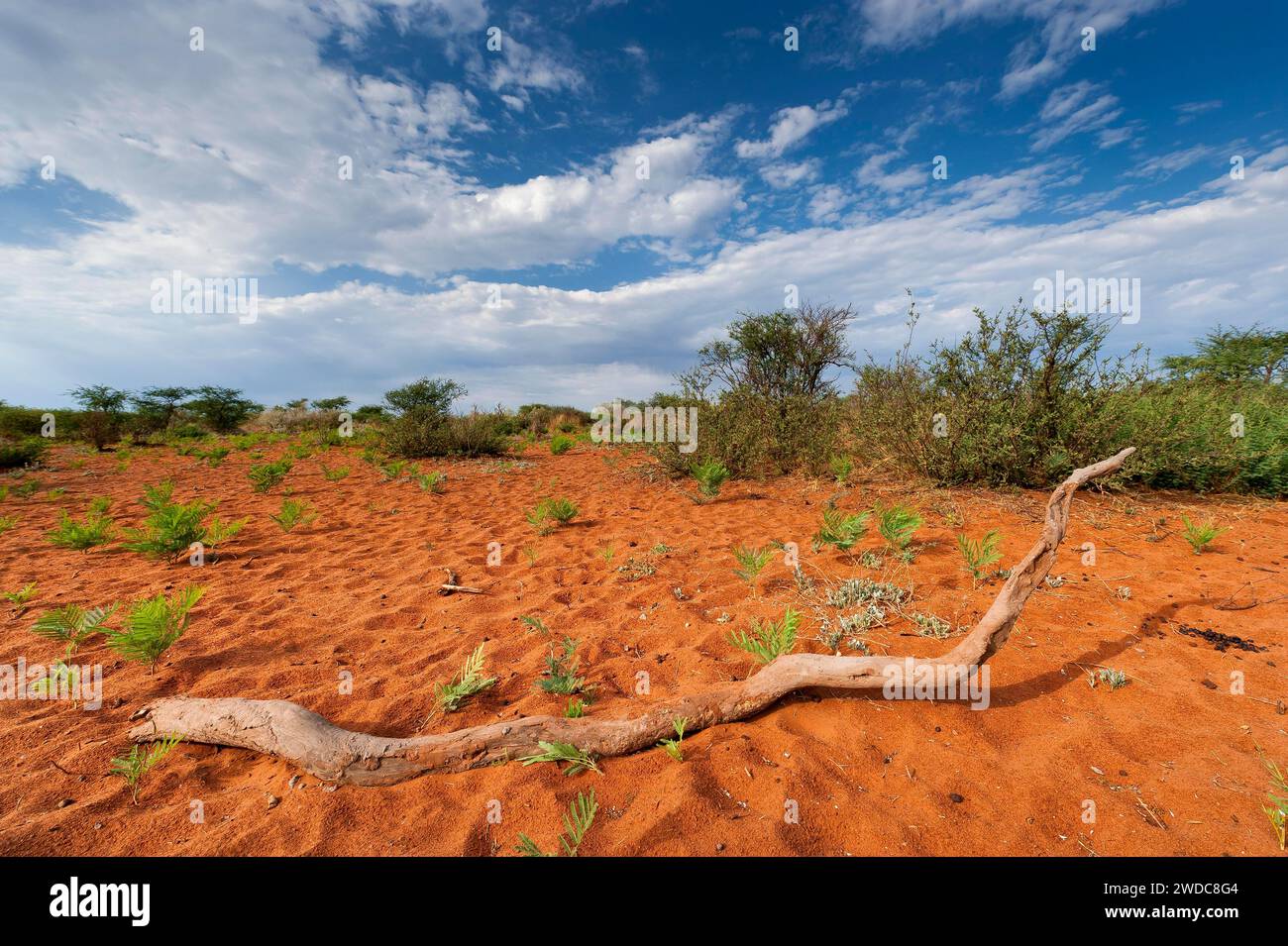 African steppe landscape, landscape, aridity, steppe, with red earth in 