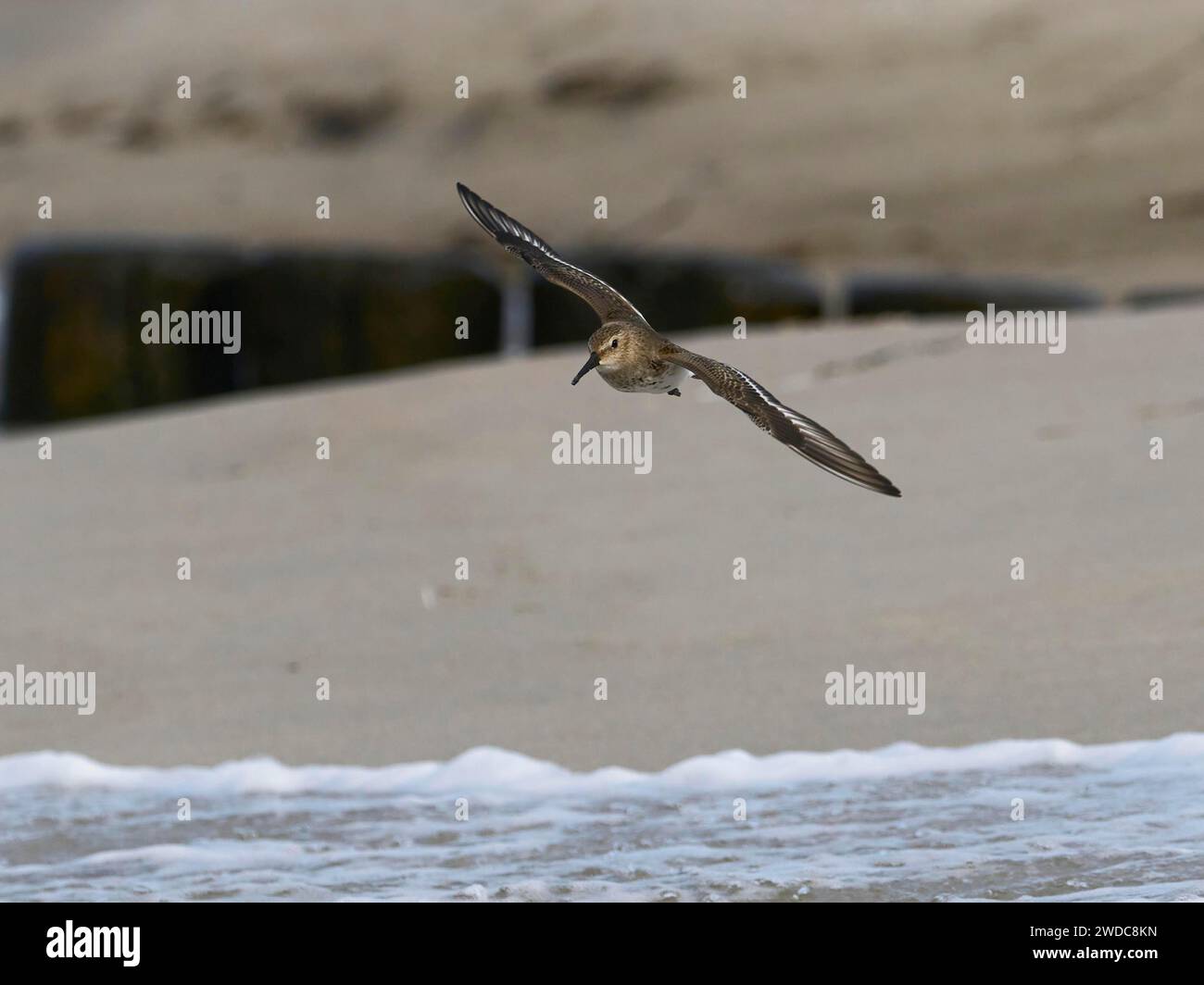 A knot in flight near the shore over the gentle waves of a beach Stock ...