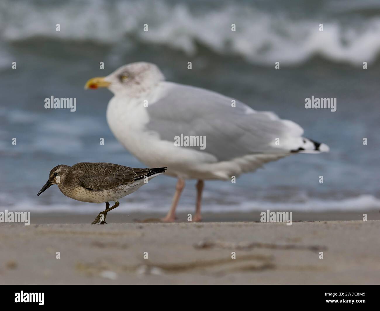A sandpiper and a gull standing on a sandy beach with waves in the background, a knot foraging in front of a herring gull Stock Photo