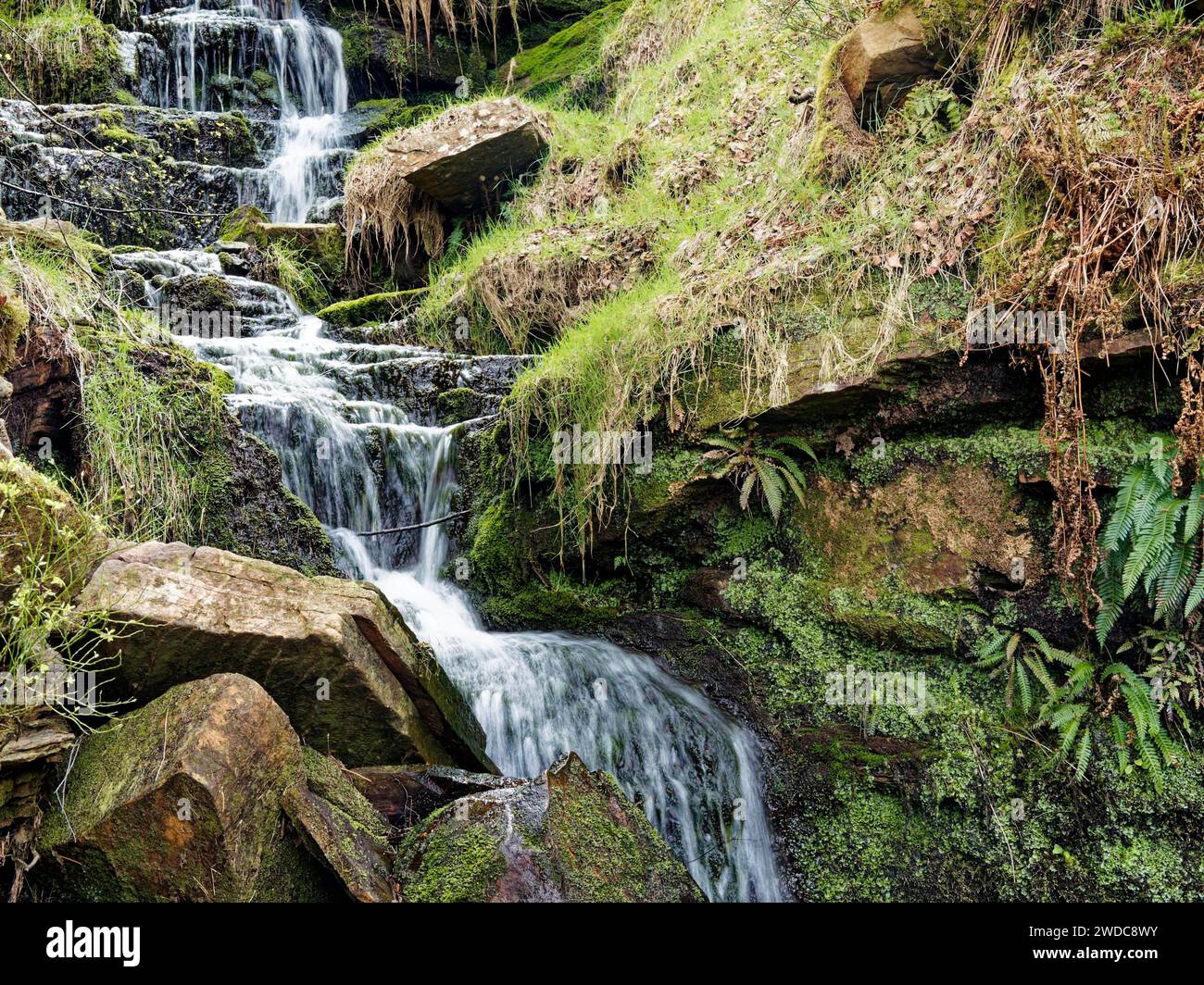 Small, picturesque waterfall flows over moss-covered stones amidst green plants, Bronte waterfall. Haworth. England, Great Britain Stock Photo