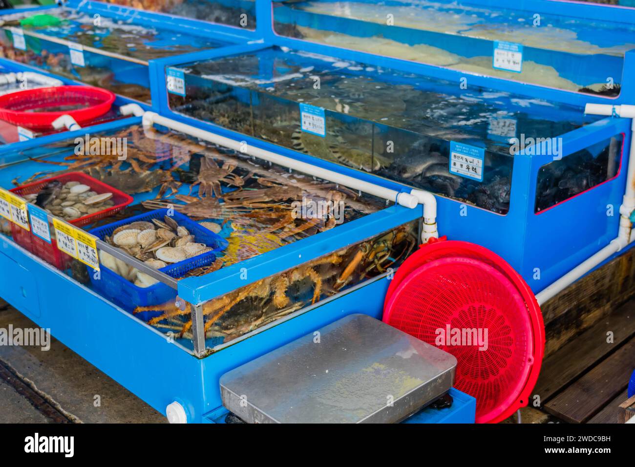 Water tanks filled with crab and assorted fish for sale at seaport market, South Korea, South Korea Stock Photo