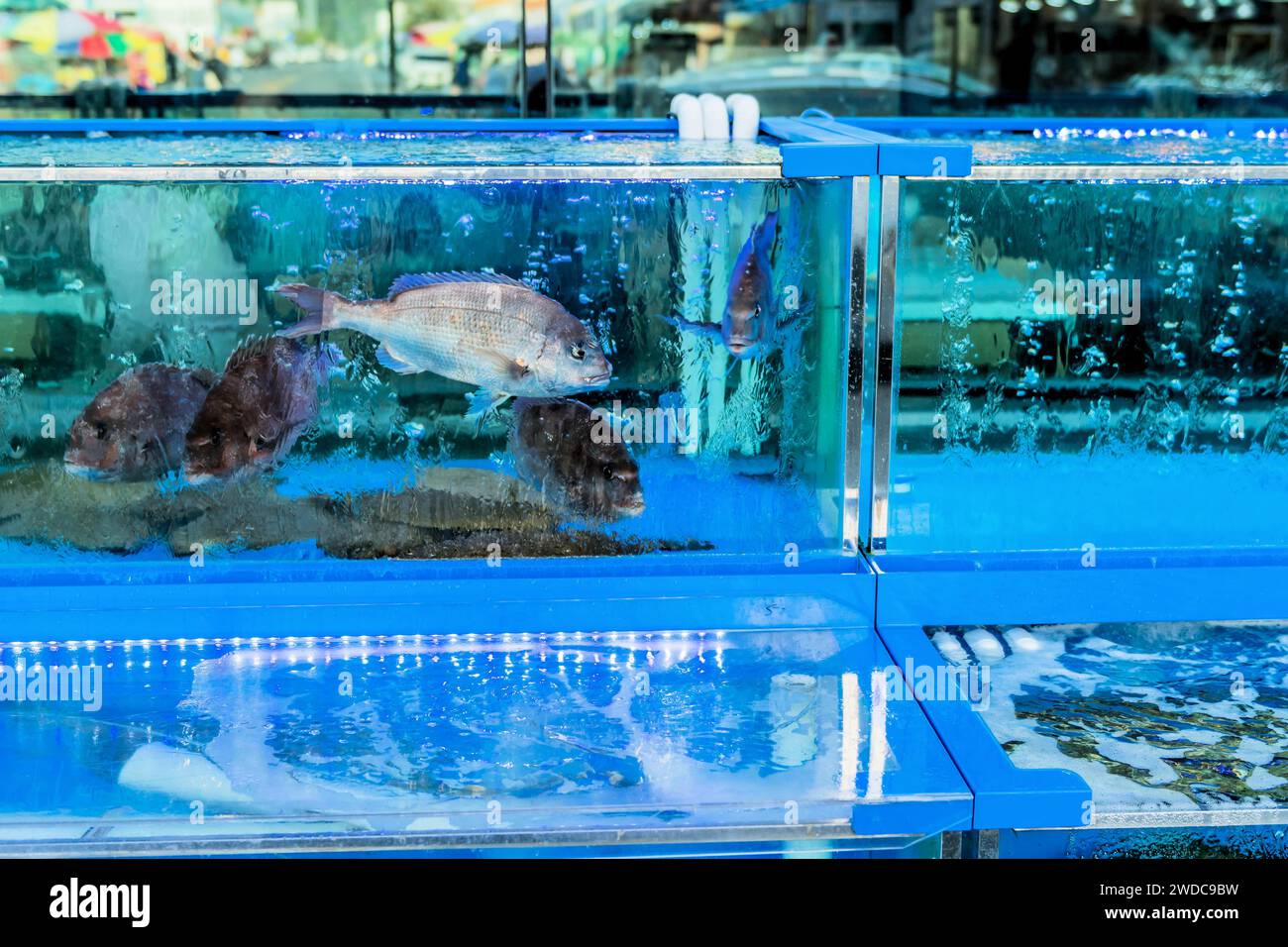 Live fishes for sale store
