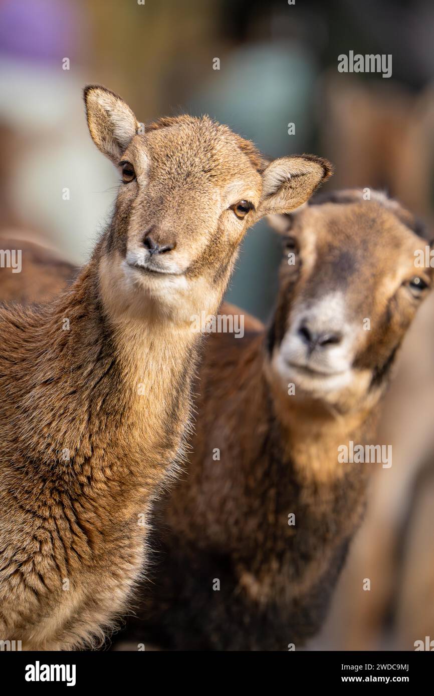 Two goats with brown fur standing next to each other and looking into the camera, Germany Stock Photo