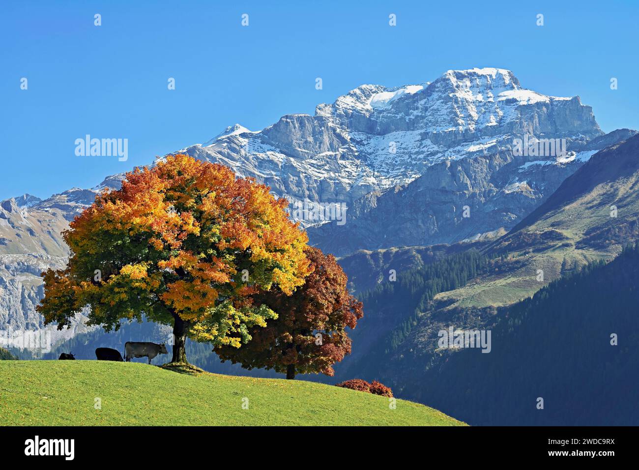Group standing in front of mountains hi-res stock photography and ...