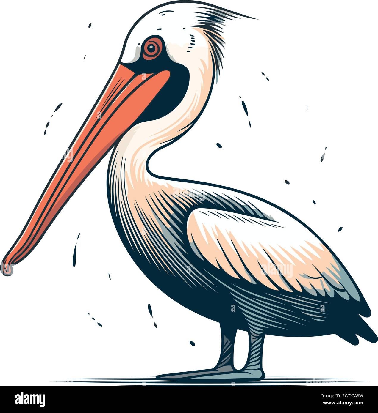 Pelican bird. Vector illustration of a pelican bird Stock Vector Image ...