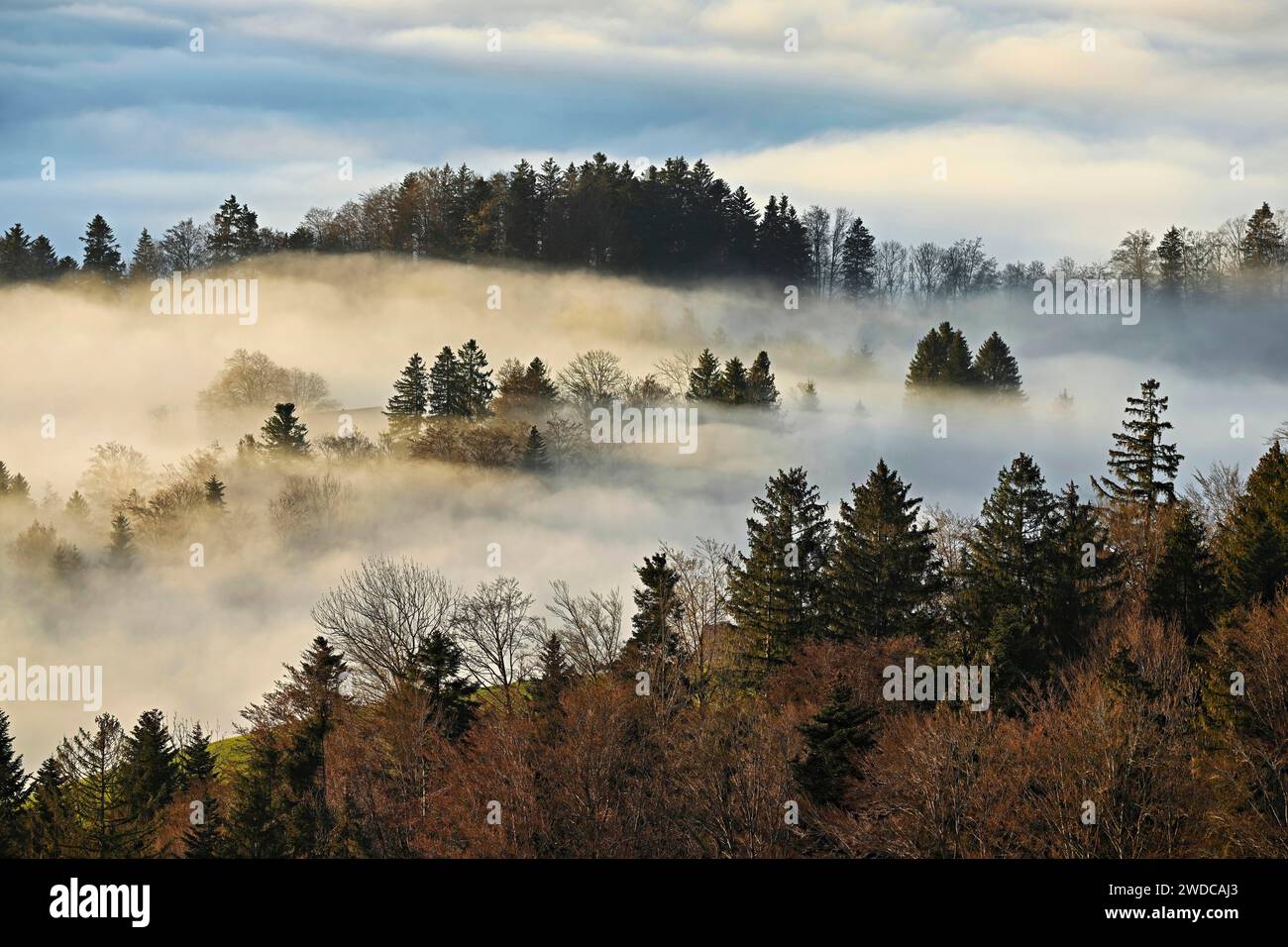 Shrouded forest hi-res stock photography and images - Alamy