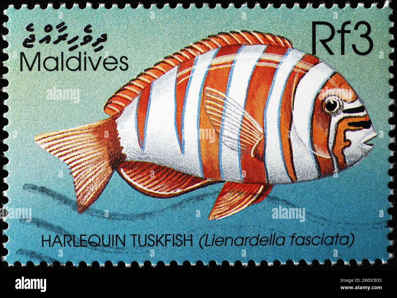 Harlequin tuskfish on postage stamp from Maldives Stock Photo