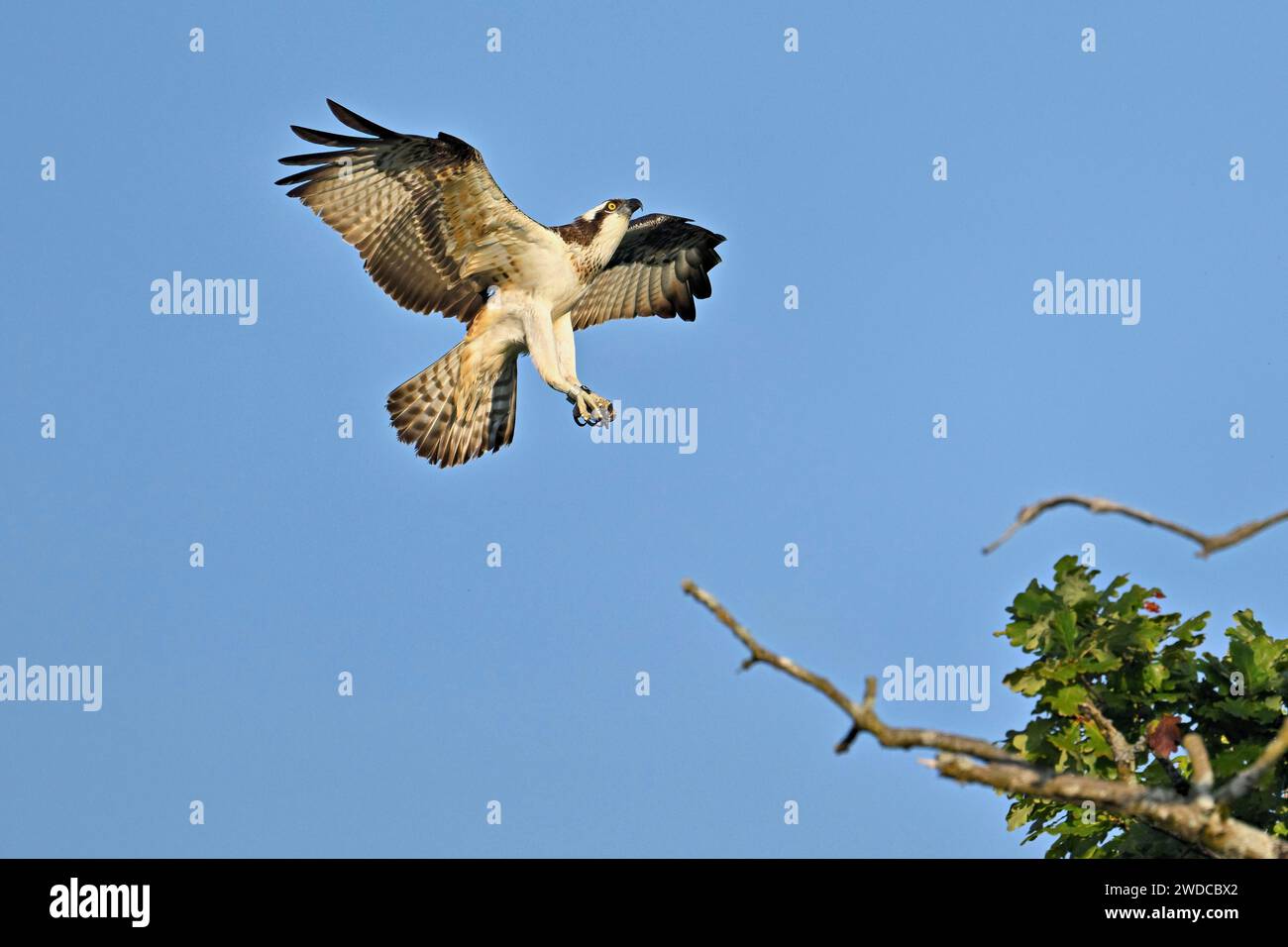 Western osprey (Pandion haliaetus), approaching a branch, Flachsee, Canton Aargau, Switzerland Stock Photo