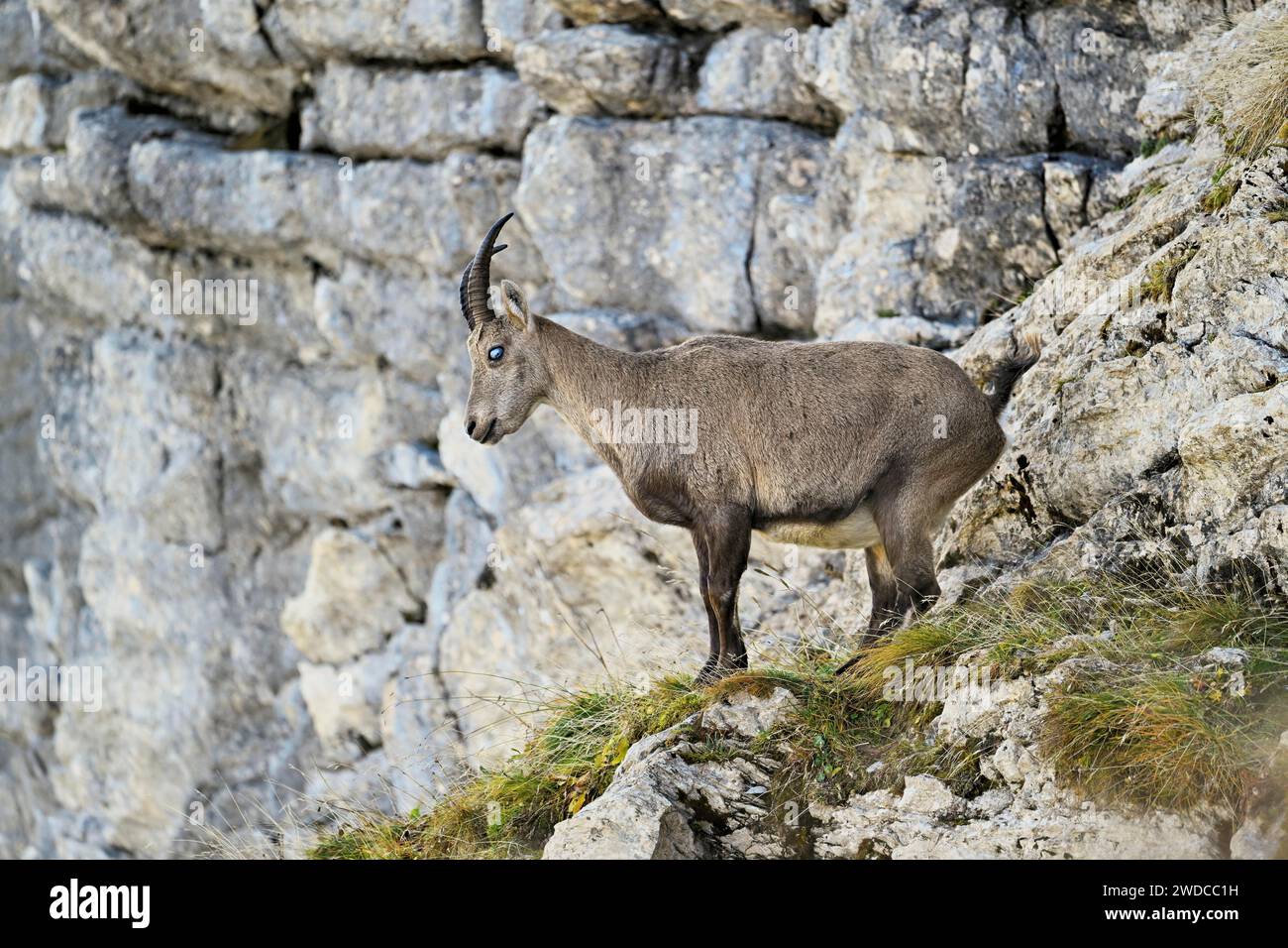 Alpine ibex (Capra ibex), with the eye disease chamois blindness (also ...