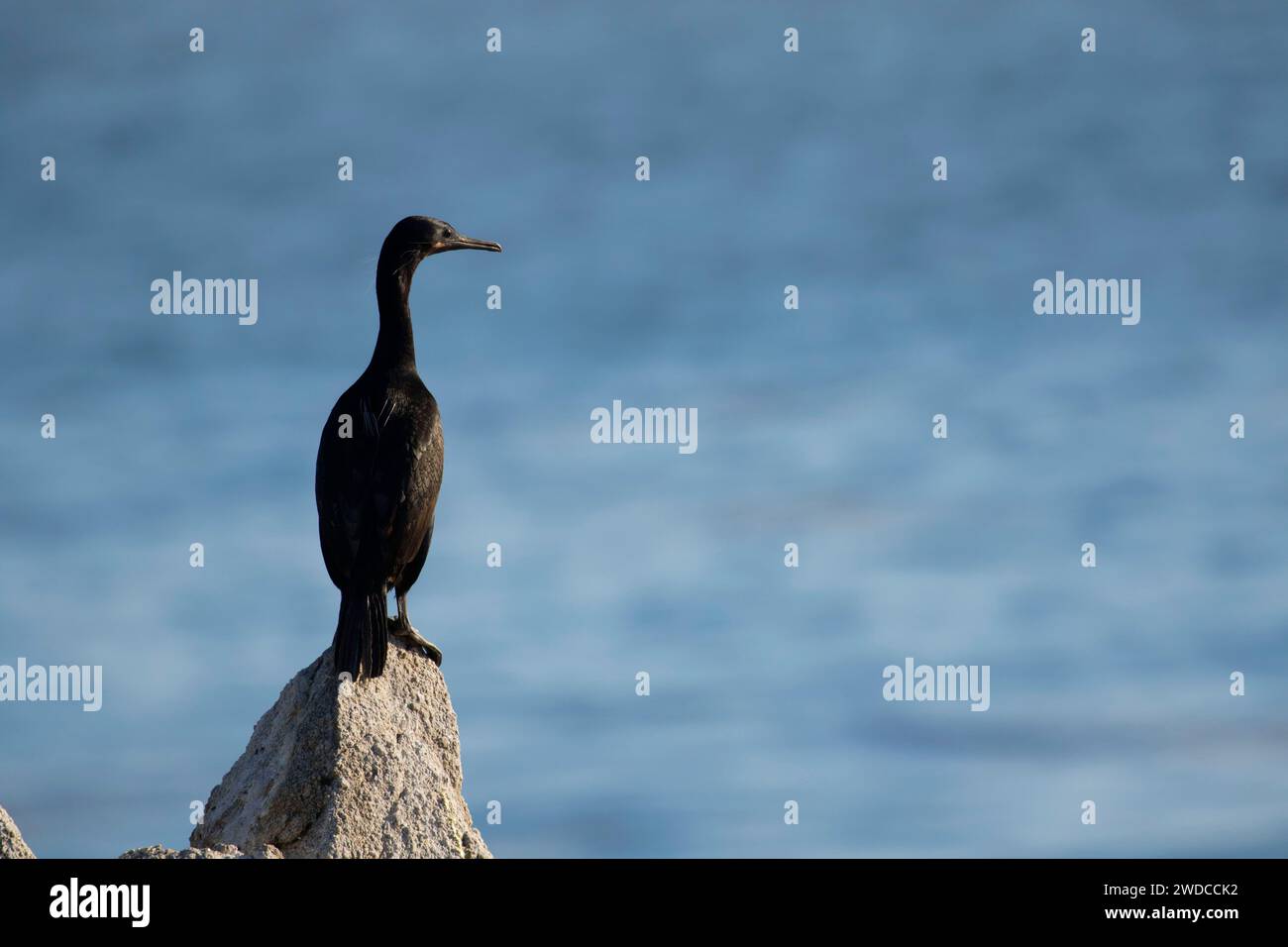 Cormorant, Point Lobos State Reserve, Big Sur Coast Highway Scenic Byway, California Stock Photo