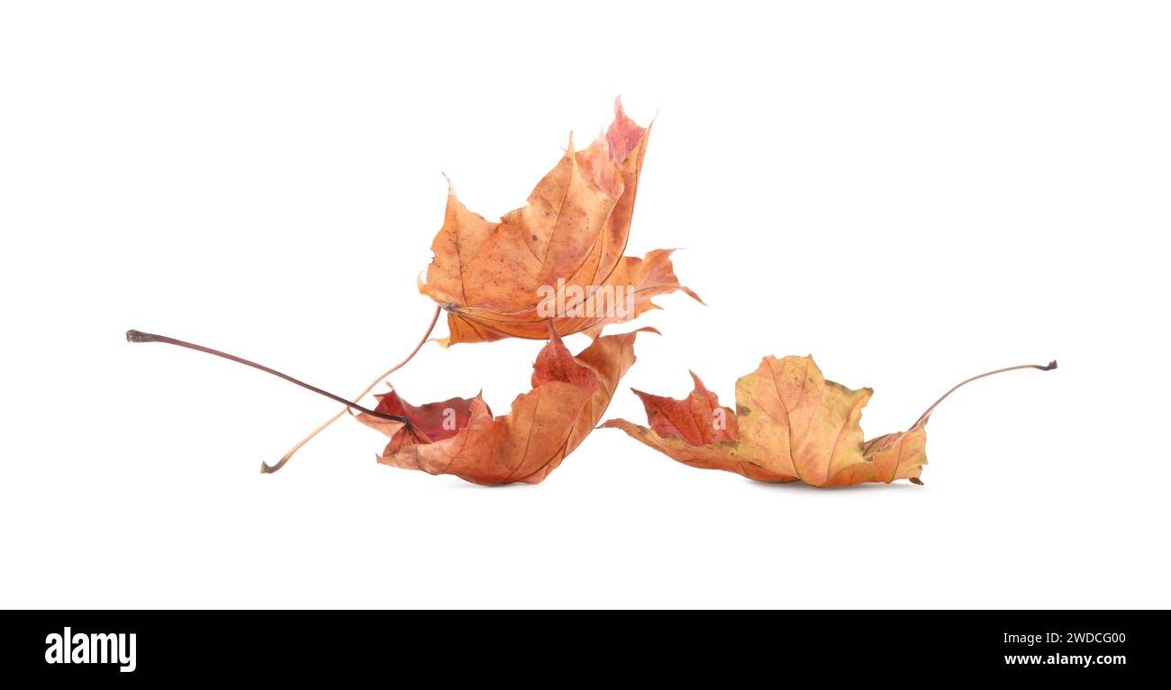 Autumn season. Beautiful maple leaves isolated on white Stock Photo - Alamy