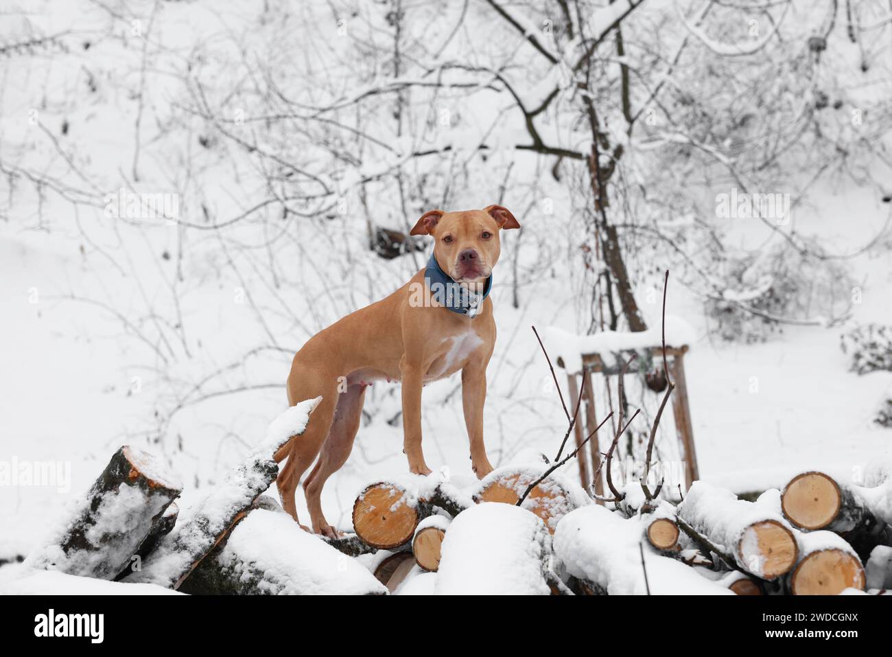 Cute ginger dog on logs in snowy forest Stock Photo - Alamy