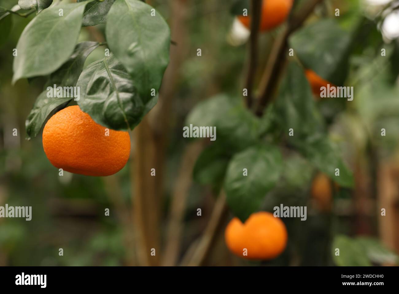 Tangerine Tree Ripe Tangerine tree with ripe fruits in greenhouse, space for text Stock ...