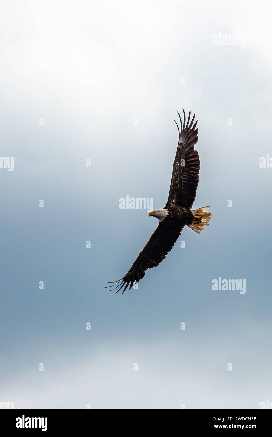 Four and a half year old bald eagle (Haliaeetus leucocephalus) soaring in a blue and white sky, vertical Stock Photo