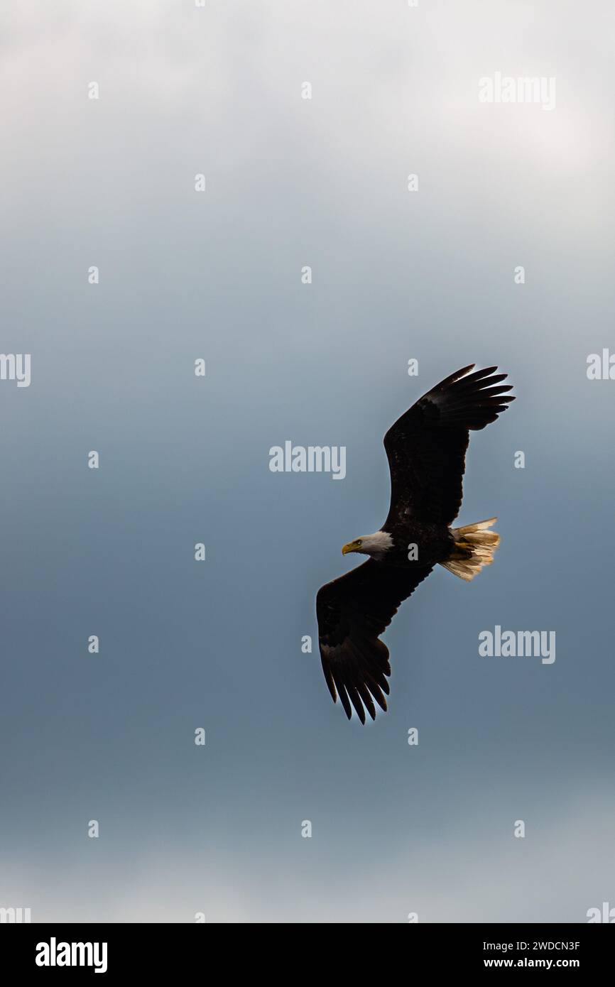 Four and a half year old bald eagle (Haliaeetus leucocephalus) soaring in a blue and white sky, vertical Stock Photo