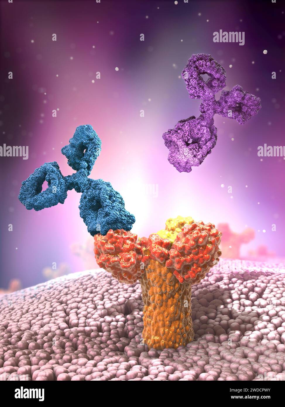 Antibodies attached to a receptor, illustration Stock Photo Alamy