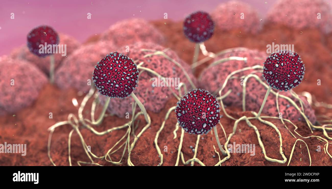 Growing mildew, illustration Stock Photo - Alamy