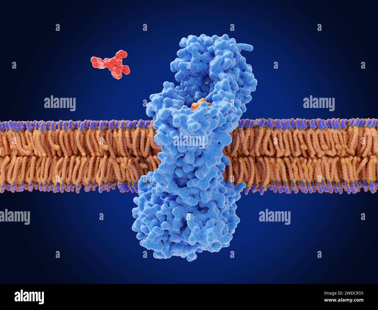 Zosurabalpin antibiotic action, illustration Stock Photo