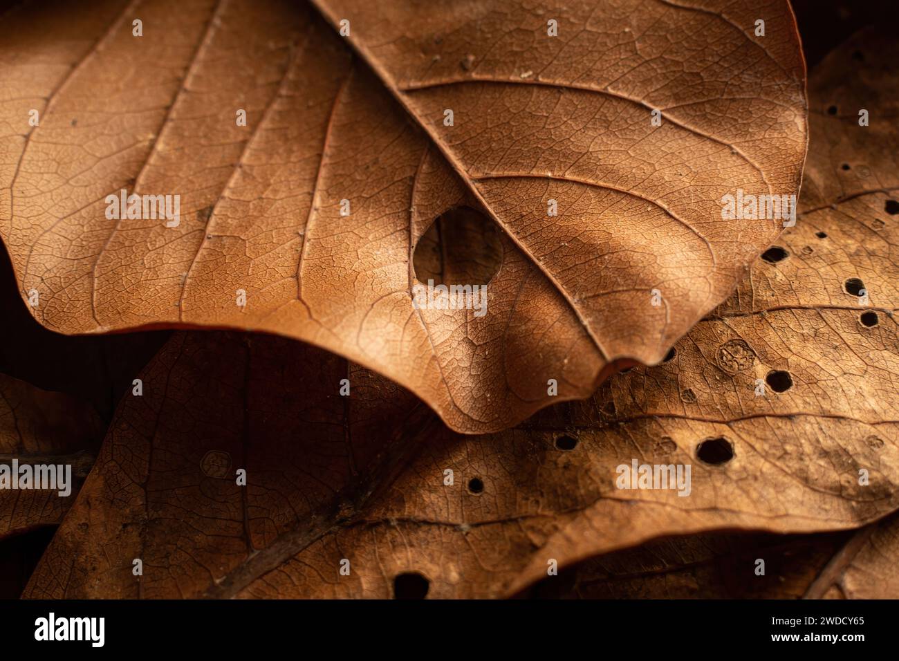 Close up brown autumn dry leaves. Brown dry leaf Stock Photo