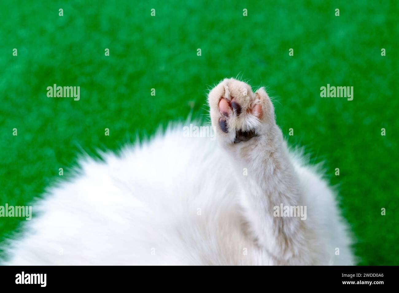 Closeup of a white cat with a black head Stock Photo