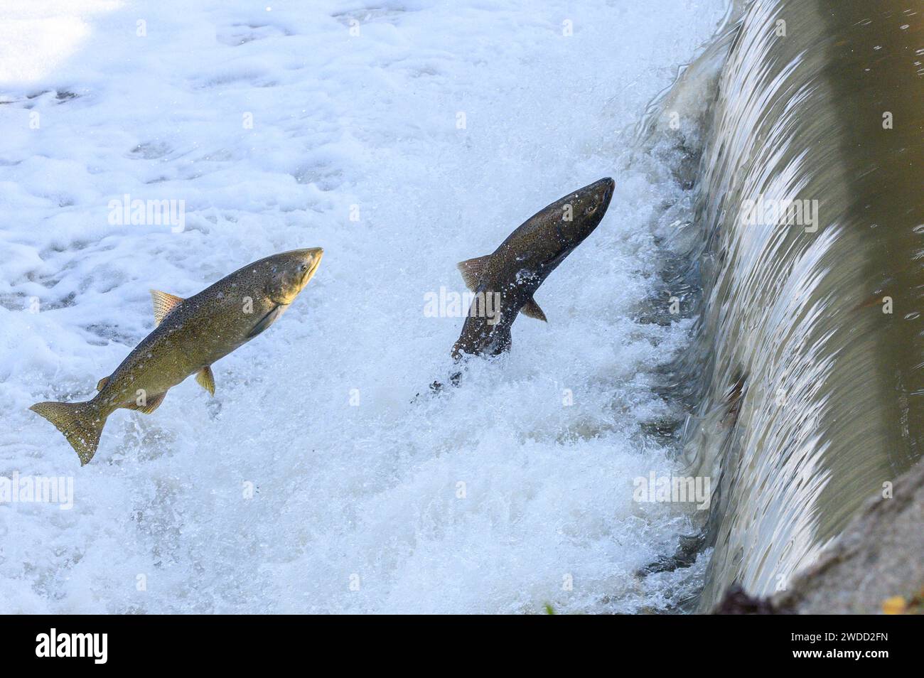 Toronto, On, Canada October 20, 2023 Salmon Run on the Humber River