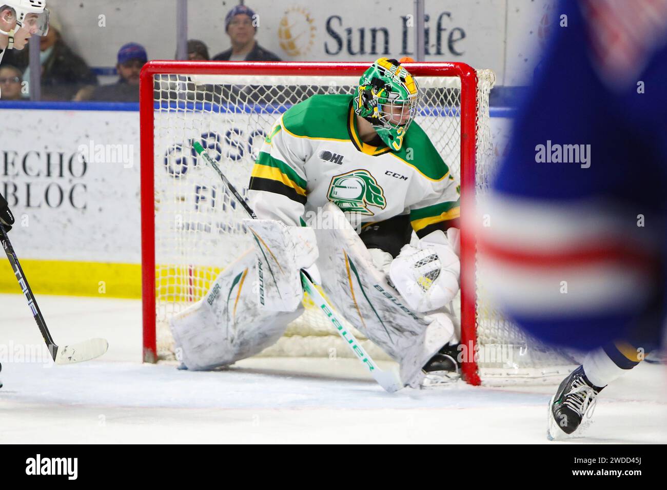 Barrie, Canada. 19th Jan, 2024. Kitchener Ontario Canada, Jan 19 2024, The London Knights extend their winning streak to 13 games with a win over Kitchener. Michael Simpson(31)of the London Knights. (Editorial Only) Credit: Luke Durda/Alamy Live News Stock Photo