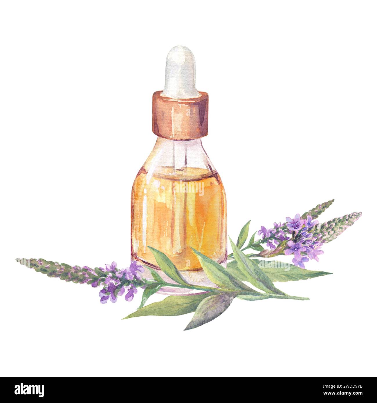 Verbena essential oil hi-res stock photography and images - Alamy