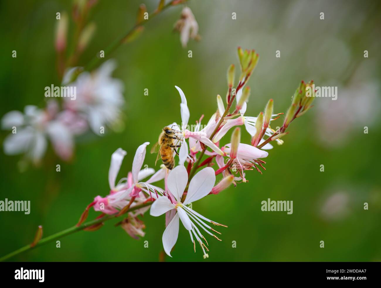 Honey bee gathering nectar and pollen from pink flowers Stock Photo - Alamy
