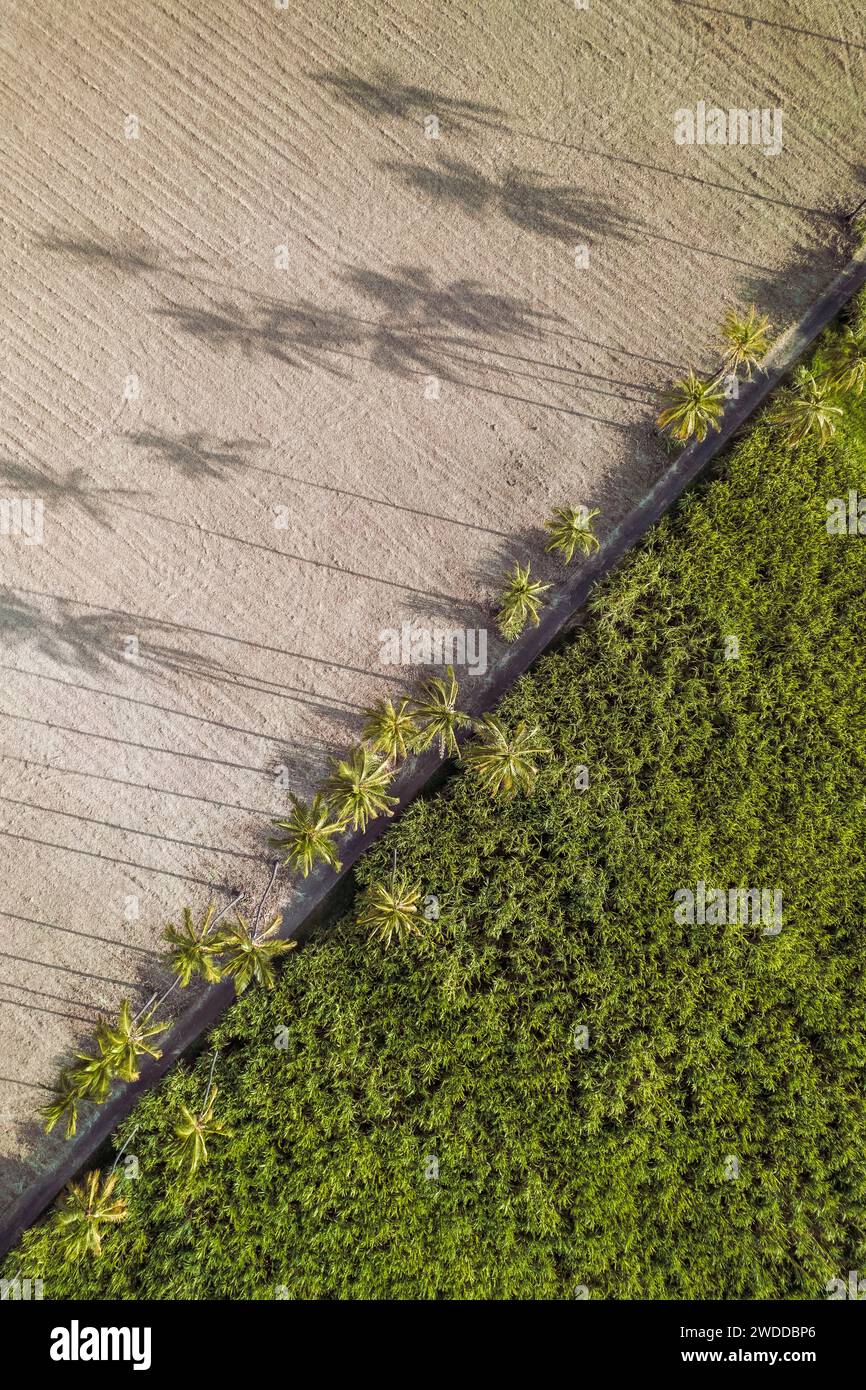 an aerial view of many palm trees, with beautiful, scenic sunset lighting. The atmosphere is tropical and exotic, inviting travel. Reunion island. Stock Photo