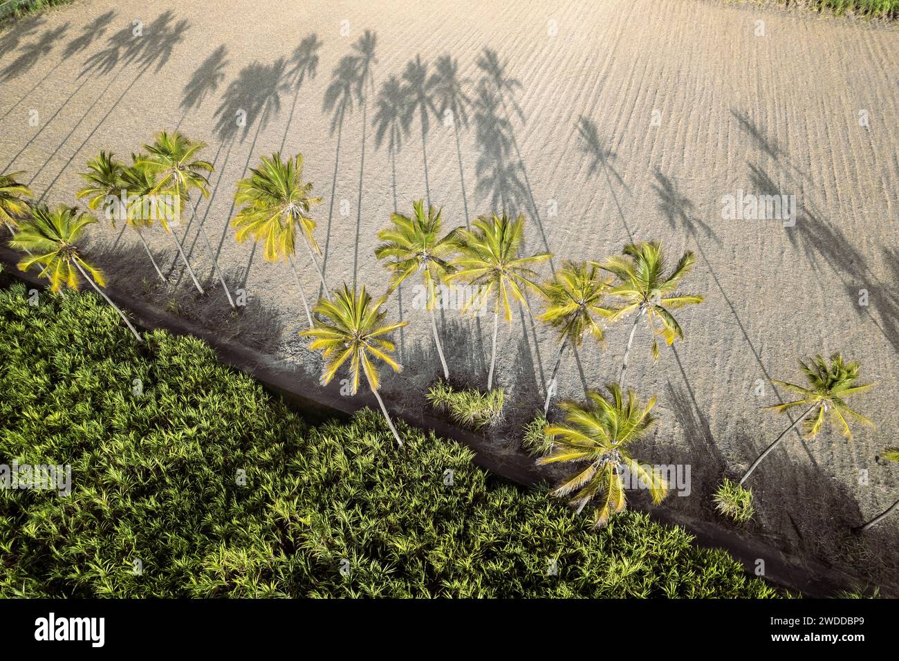 an aerial view of many palm trees, with sunset lighting. The atmosphere is tropical and exotic, an invitation to travel. Reunion Island. Stock Photo