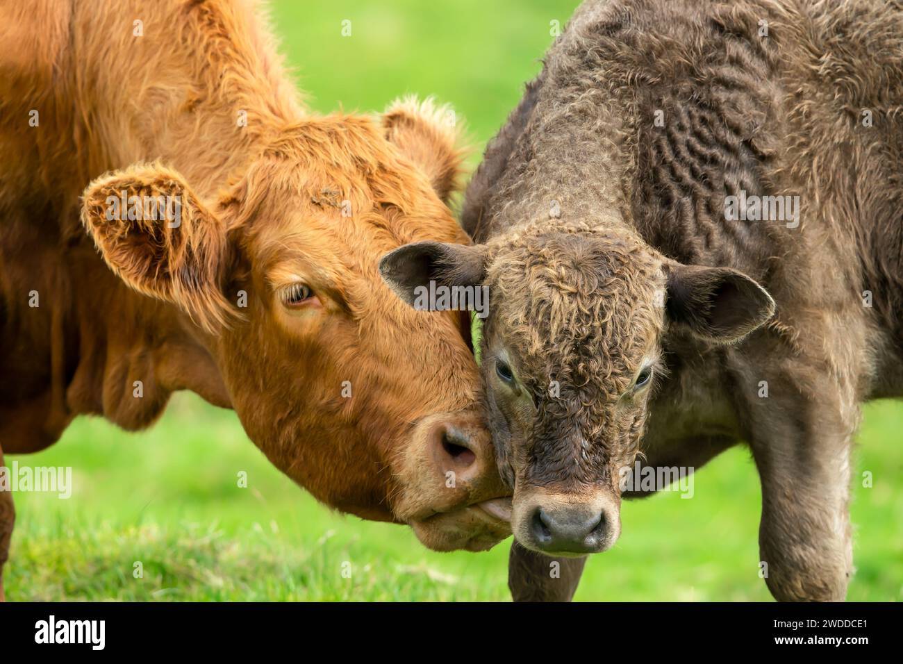 A limousin cow tenderly nuzzles up and licks her young brown calf in a ...