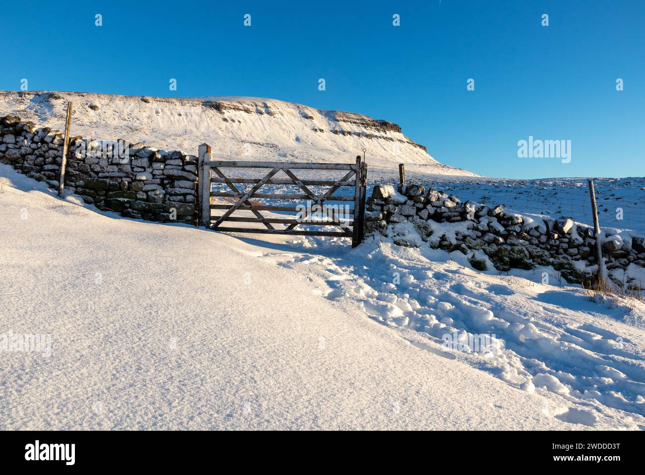 A gate in a drystone wall, with Pen-y-ghent in the background. Taken on a winter day in the Yorkshire Dales National Park in England, with snow. Stock Photo