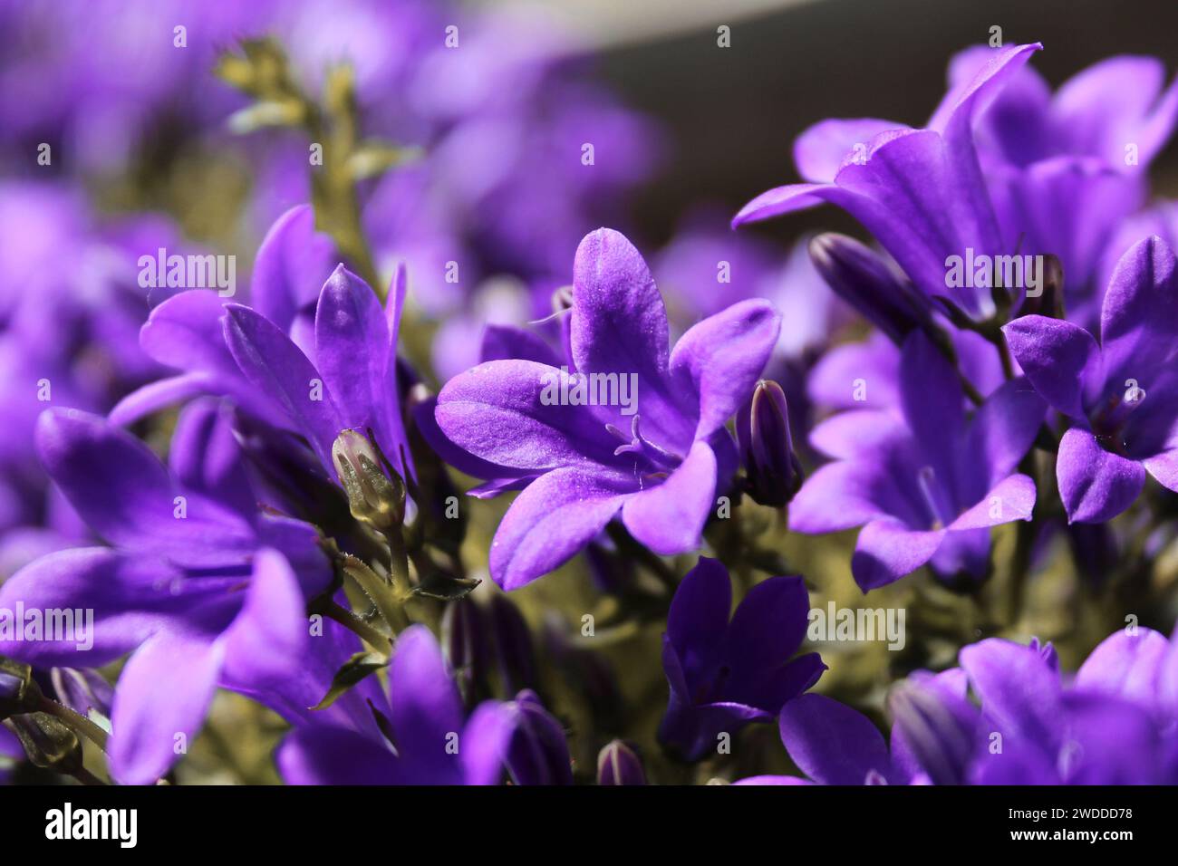 Campanula dalla Serbia 'Stella' (Campanula poscharskyana), una bellissima pianta perenne con fiori viola a forma di stella. Stock Photo