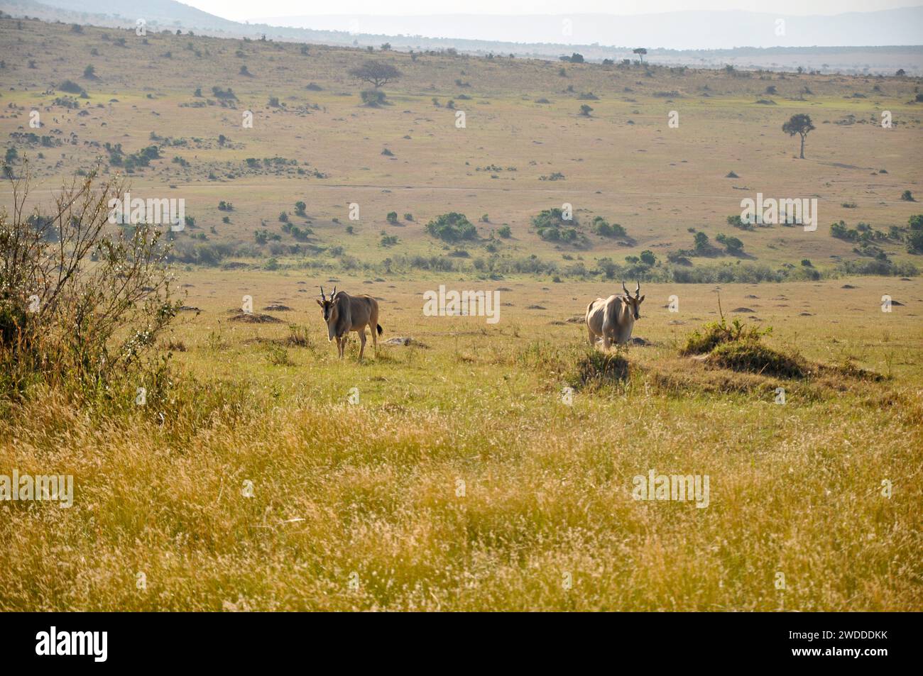 herd of giant Eland antelopes in Kenya National Park, Africa Stock Photo