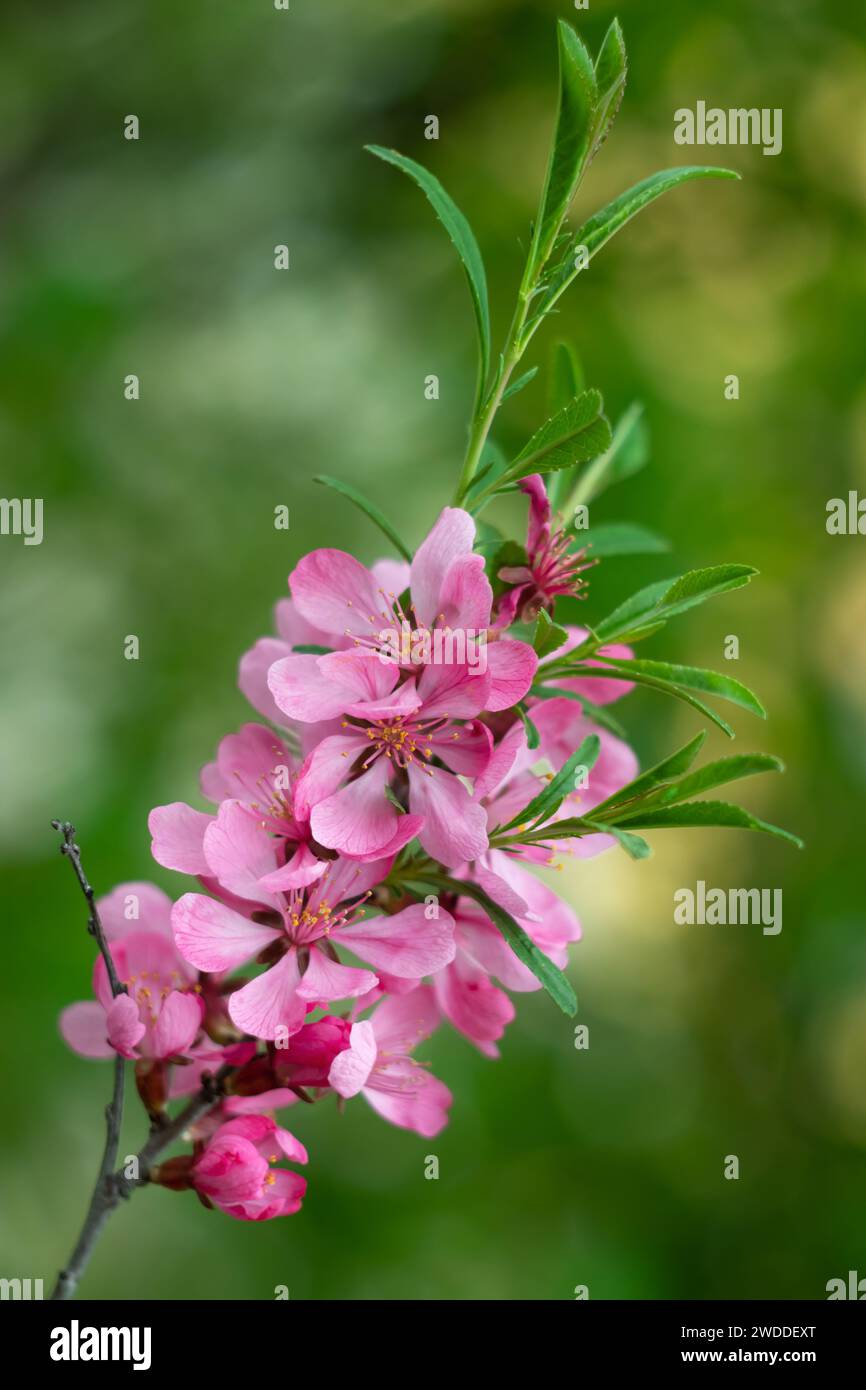 Pink cherry blossom, japanese branch with green leaves, floral nature background, natural spring wallpaper. Blooming Sakura, blossoming tree in orchar Stock Photo