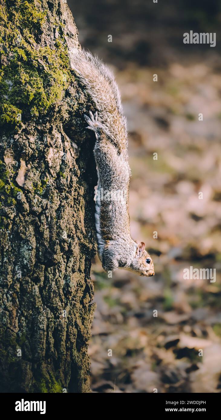 Vertical shot grey squirrel Sciurus carolinensis climbing down a tree in forest Stock Photo