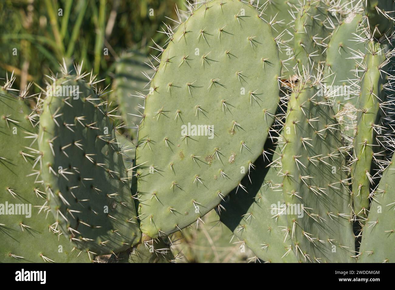 Prickly pear cactus close up with cactus spines. Stock Photo